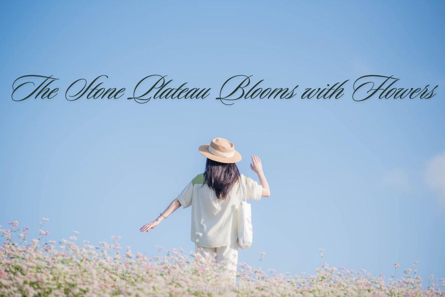 The Stone Plateau Blooms with Flowers” – The 2023 Buckwheat Flower Festival